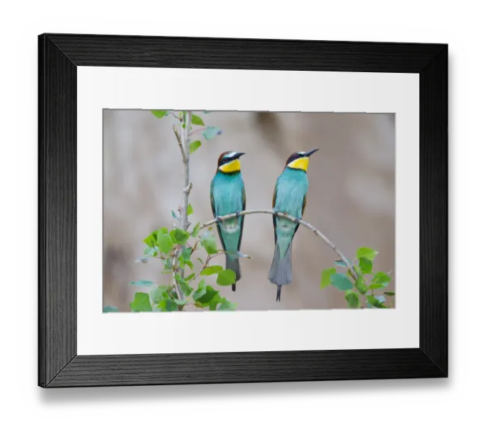 Framed Print : Two Bee-eaters -Merops apiaster- perched on a twig, Saxony-Anhalt, Germany