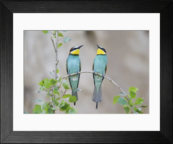 Framed Print : Two Bee-eaters -Merops apiaster- perched on a twig, Saxony-Anhalt, Germany Framed Print : Two Bee-eaters -Merops apiaster- perched on a twig, Saxony-Anhalt, Germany