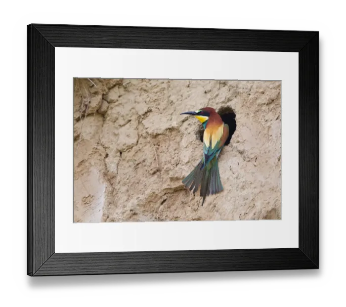 Framed Print : Bee-eater -Merops apiaster- perched outside breeding tube, Saxony-Anhalt, Germany