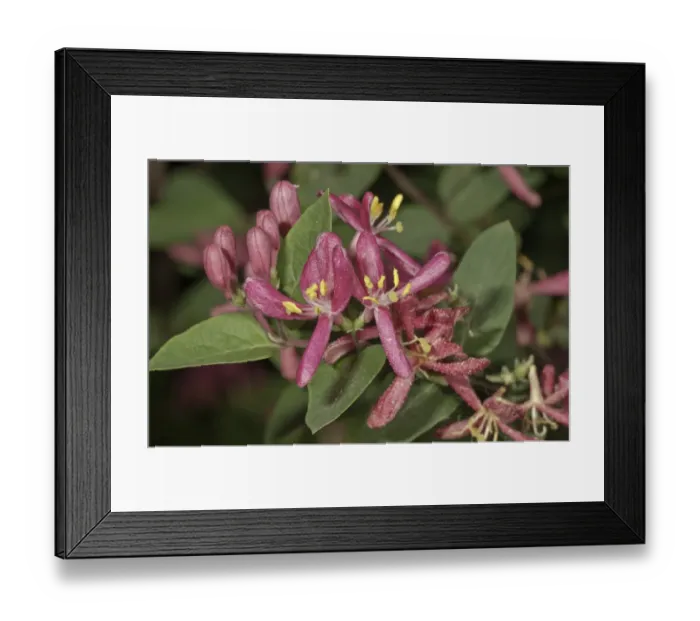 Framed Print : Honeysuckle -Lonicera sp. -, inflorescence, Untergroningen, Abtsgmuend, Baden-Wurttemberg, Germany Framed Print : Honeysuckle -Lonicera sp. -, inflorescence, Untergroningen, Abtsgmuend, Baden-Wurttemberg, Germany