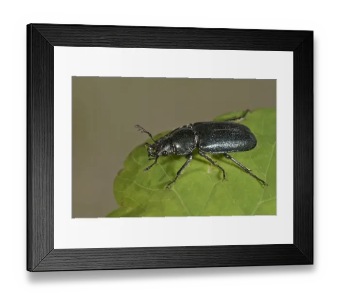Framed Print : Small Stag Beetle -Platycerus caraboides-, Untergroningen, Abtsgmuend, Baden-Wurttemberg, Germany Framed Print : Small Stag Beetle -Platycerus caraboides-, Untergroningen, Abtsgmuend, Baden-Wurttemberg, Germany
