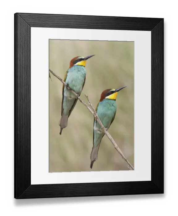 Framed Print : Two European Bee-Eaters -Merops apiaster-, perched on a twig, Saxony-Anhalt, Germany Framed Print : Two European Bee-Eaters -Merops apiaster-, perched on a twig, Saxony-Anhalt, Germany