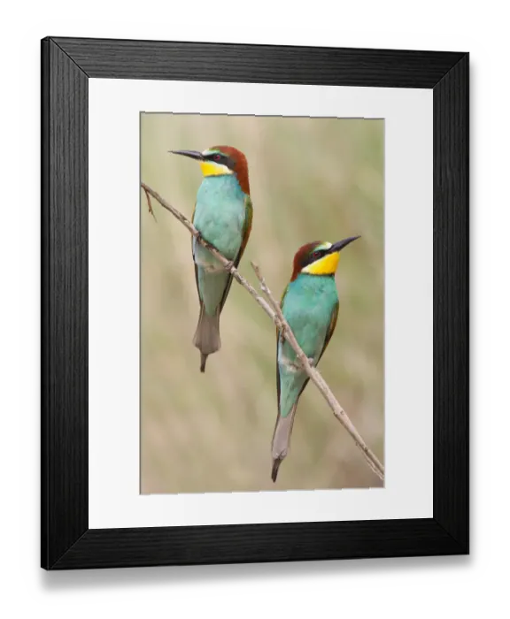 Framed Print : Two European Bee-Eaters -Merops apiaster-, perched on a twig, Saxony-Anhalt, Germany Framed Print : Two European Bee-Eaters -Merops apiaster-, perched on a twig, Saxony-Anhalt, Germany