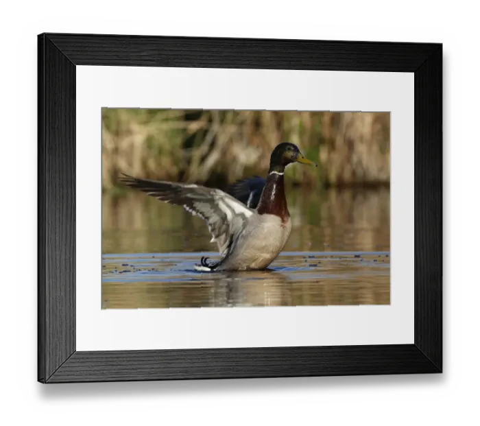 Framed Print : Mallard -Anas platyrhynchos- drake flapping its wings, Lake Muritz area, Mecklenburg Lake District or Mecklenburg Lakeland, Mecklenburg-Western Pomerania, Germany Framed Print : Mallard -Anas platyrhynchos- drake flapping its wings, Lake Muritz area, Mecklenburg Lake District or Mecklenburg Lakeland, Mecklenburg-Western Pomerania, Germany