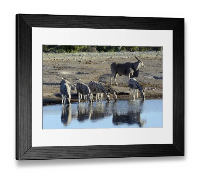 Framed Print : Plains Zebras or Burchells Zebras -Equus quagga- and a Common Eland or Eland Antilope -Taurotragus oryx-, Etosha National Park, Namibia Framed Print : Plains Zebras or Burchells Zebras -Equus quagga- and a Common Eland or Eland Antilope -Taurotragus oryx-, Etosha National Park, Namibia