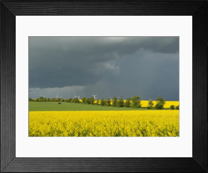 Framed Print : Blooming fields of rapeseed -Brassica napus- against a dark gray sky, Thuringia, Germany Framed Print : Blooming fields of rapeseed -Brassica napus- against a dark gray sky, Thuringia, Germany