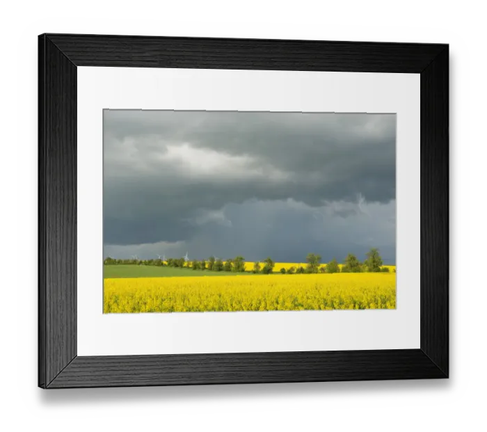 Framed Print : Blooming fields of rapeseed -Brassica napus- against a dark gray sky, Thuringia, Germany Framed Print : Blooming fields of rapeseed -Brassica napus- against a dark gray sky, Thuringia, Germany