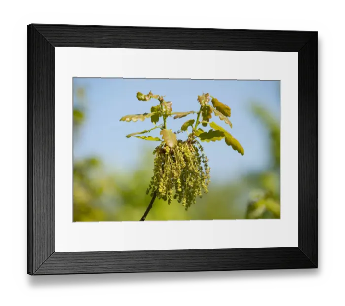 Framed Print : Pedunculate Oak -Quercus robur-, flowering, male inflorescence, Thuringia, Germany Framed Print : Pedunculate Oak -Quercus robur-, flowering, male inflorescence, Thuringia, Germany