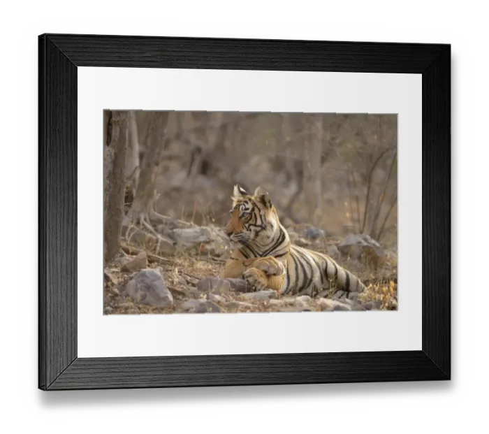 Framed Print : Bengal Tiger -Panthera tigris tigris- lying in the dry summer forest, Ranthambhore National Park, Sawai Madhopur, India Framed Print : Bengal Tiger -Panthera tigris tigris- lying in the dry summer forest, Ranthambhore National Park, Sawai Madhopur, India