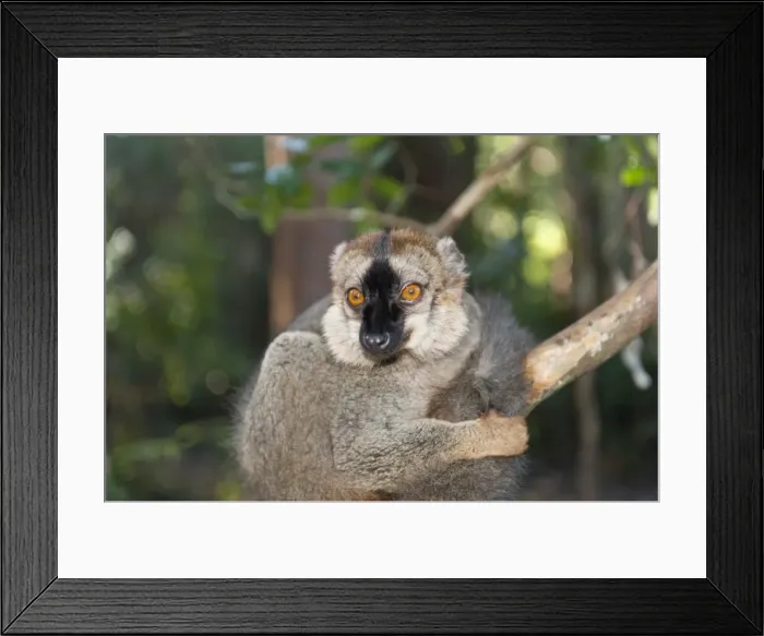 Framed Print : Red-fronted Lemur -Eulemur rufifrons-, Vakona Park, Madagascar Framed Print : Red-fronted Lemur -Eulemur rufifrons-, Vakona Park, Madagascar