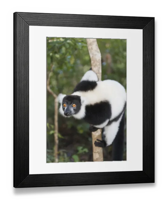 Framed Print : Black-and-white Ruffed Lemur -Varecia variegata-, with piercing eyes, clinging to a thin tree trunk, Vakona Park, Madagascar Framed Print : Black-and-white Ruffed Lemur -Varecia variegata-, with piercing eyes, clinging to a thin tree trunk, Vakona Park, Madagascar