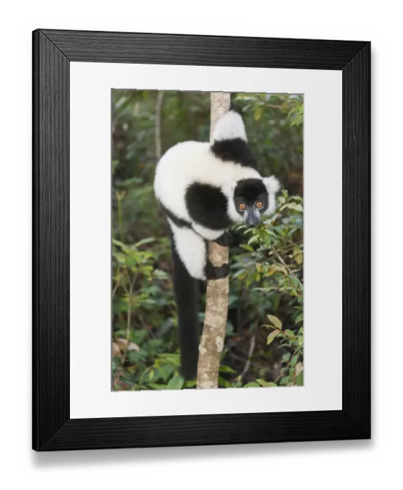 Framed Print : Black-and-white Ruffed Lemur -Varecia variegata-, clinging to a thin tree trunk, Vakona Park, Madagascar