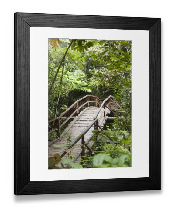 Framed Print : Wooden bridge leading into the dense jungle, primary forest, Andasibe-Mantadia National Park, Alaotra Mangoro region, Madagascar Framed Print : Wooden bridge leading into the dense jungle, primary forest, Andasibe-Mantadia National Park, Alaotra Mangoro region, Madagascar