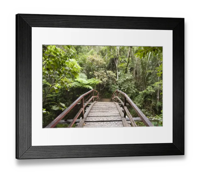 Framed Print : Wooden bridge leading into the dense jungle, primary forest, Andasibe-Mantadia National Park, Alaotra Mangoro region, Madagascar Framed Print : Wooden bridge leading into the dense jungle, primary forest, Andasibe-Mantadia National Park, Alaotra Mangoro region, Madagascar