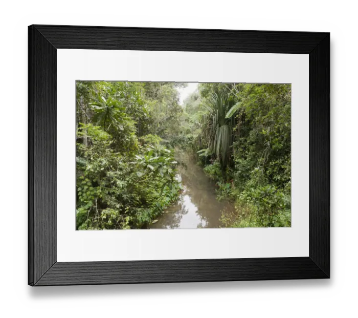 Framed Print : Creek flowing through dense jungle, primary forest, Andasibe-Mantadia National Park, Alaotra Mangoro region, Madagascar