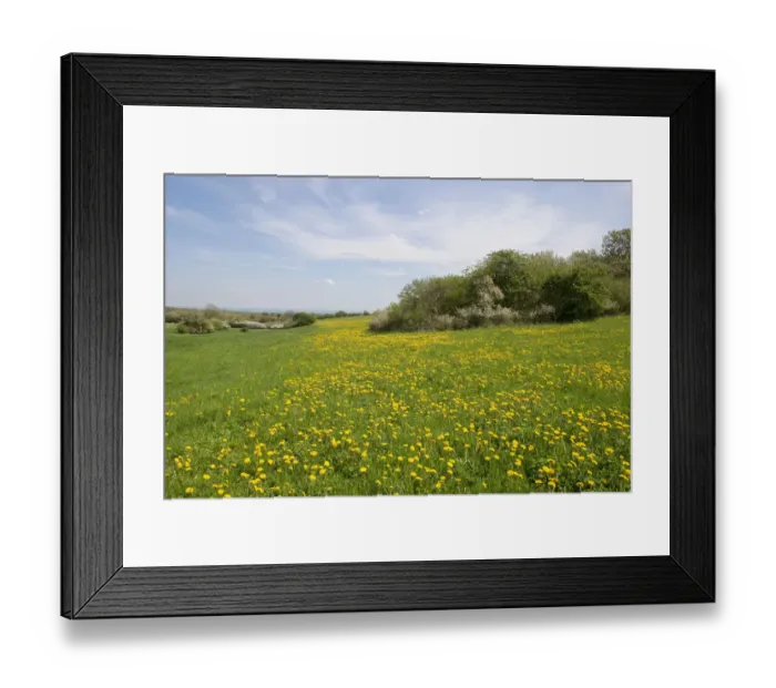 Framed Print : Meadow with blooming dandelion -Taraxacum sect. Ruderalia-, Thuringia, Germany Framed Print : Meadow with blooming dandelion -Taraxacum sect. Ruderalia-, Thuringia, Germany