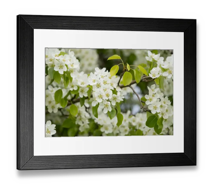 Framed Print : Pear tree -Pyrus communis-, cultivar, branch with blossoms and leaves, Thuringia, Germany Framed Print : Pear tree -Pyrus communis-, cultivar, branch with blossoms and leaves, Thuringia, Germany