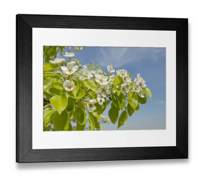 Framed Print : Pear tree -Pyrus communis-, cultivar, branch with blossoms and leaves, Thuringia, Germany Framed Print : Pear tree -Pyrus communis-, cultivar, branch with blossoms and leaves, Thuringia, Germany
