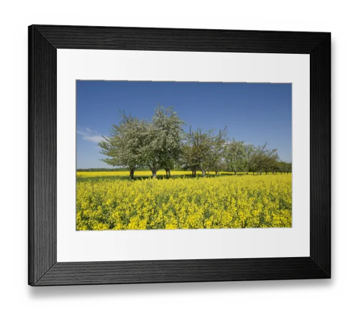 Framed Print : Blossoming fruit trees at a rapeseed field -Brassica napus- in flower, Thuringia, Germany Framed Print : Blossoming fruit trees at a rapeseed field -Brassica napus- in flower, Thuringia, Germany