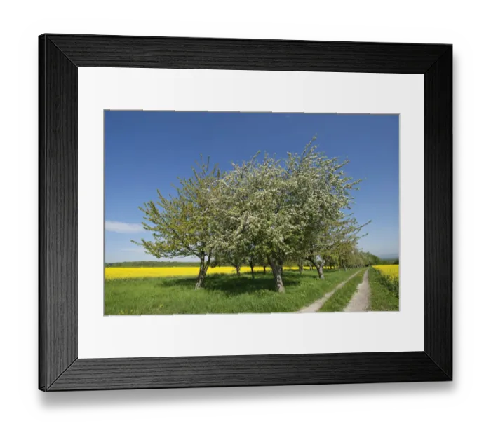 Framed Print : Blossoming Apple Trees -Malus domestica-, Thuringia, Germany Framed Print : Blossoming Apple Trees -Malus domestica-, Thuringia, Germany