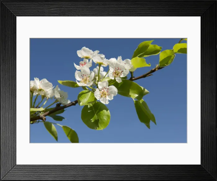 Framed Print : Pear Tree -Pyrus communis-, branch with blossoms, Thuringia, Germany