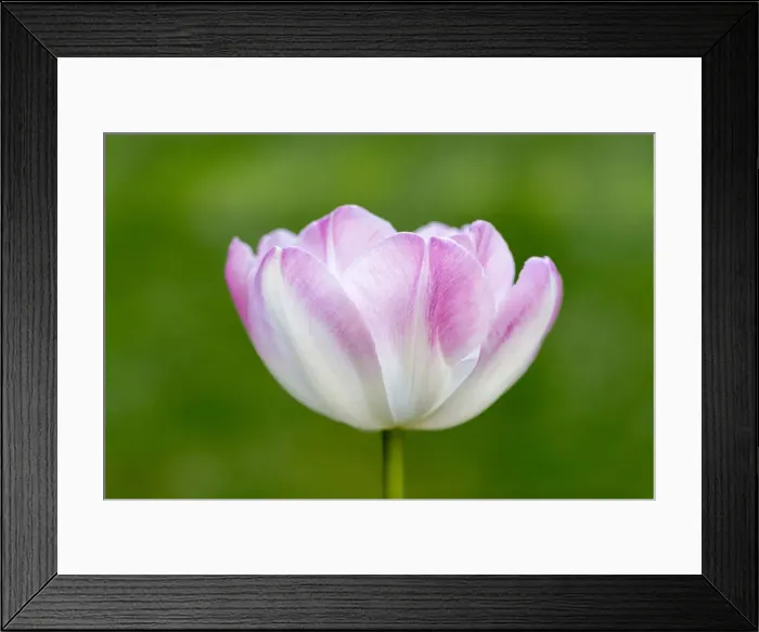 Framed Print : Tulip -Tulipa-, flower Framed Print : Tulip -Tulipa-, flower