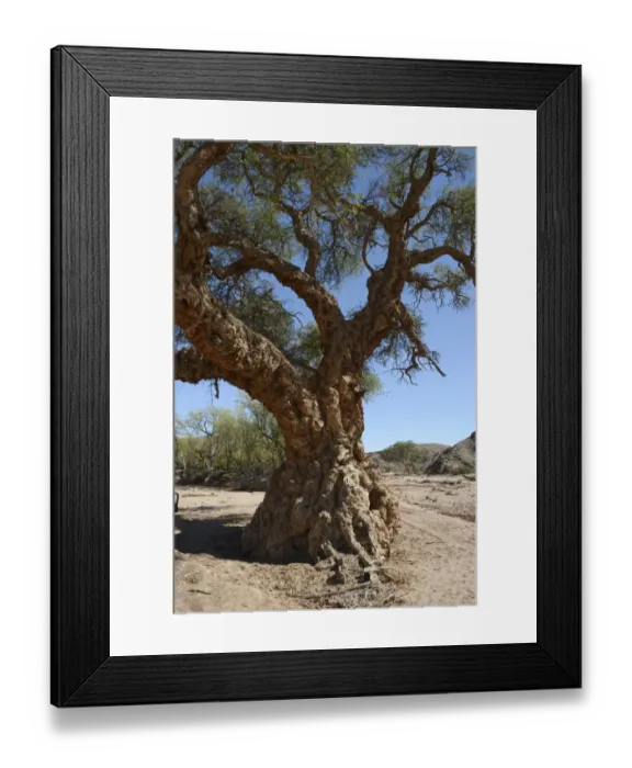 Framed Print : Apple-ring Acacia, Ana Tree, Balanzan Tree or Winter Thorn -Faidherbia albida, Acacia albida-, Namibia