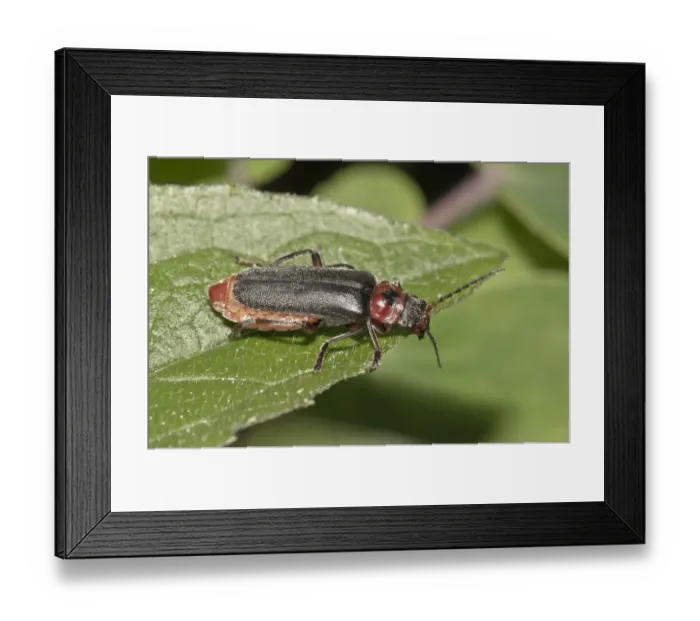 Framed Print : Soldier Beetle -Cantharis fusca-, Untergroningen, Abtsgmuend, Baden-Wurttemberg, Germany Framed Print : Soldier Beetle -Cantharis fusca-, Untergroningen, Abtsgmuend, Baden-Wurttemberg, Germany