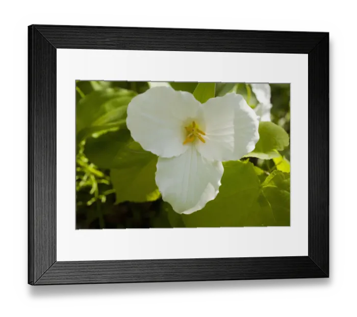 Framed Print : Western Wake Robin, Pacific Trillium or Western White Trillium -Trillium ovatum-, flower, Quebec Province, Canada Framed Print : Western Wake Robin, Pacific Trillium or Western White Trillium -Trillium ovatum-, flower, Quebec Province, Canada