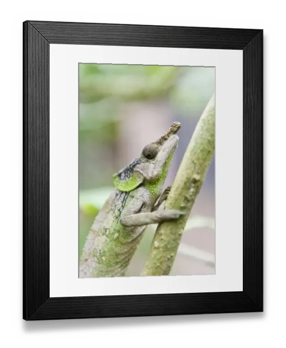 Framed Print : Rhinoceros Chameleon -Furcifer rhinoceratus-, Exotic Parc, Peyriar, Madagascar Framed Print : Rhinoceros Chameleon -Furcifer rhinoceratus-, Exotic Parc, Peyriar, Madagascar