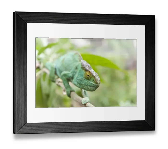Framed Print : Parsons Chameleon -Calumma parsonii- on a branch, female, Exotic Parc, Peyriar, Madagascar Framed Print : Parsons Chameleon -Calumma parsonii- on a branch, female, Exotic Parc, Peyriar, Madagascar