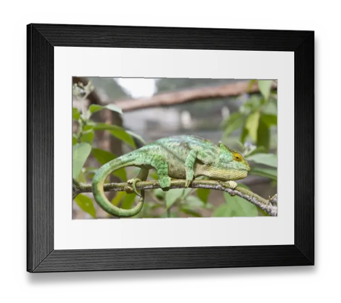 Framed Print : Parsons Chameleon -Calumma parsonii- on a branch, female, Exotic Parc, Peyriar, Madagascar Framed Print : Parsons Chameleon -Calumma parsonii- on a branch, female, Exotic Parc, Peyriar, Madagascar