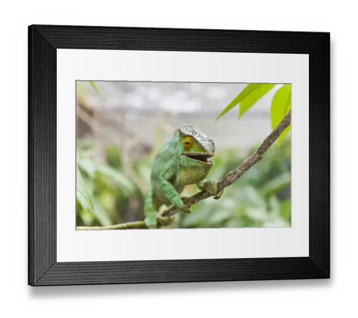Framed Print : Parsons Chameleon -Calumma parsonii-, female, half-open mouth, Exotic Parc, Peyriar, Madagascar Framed Print : Parsons Chameleon -Calumma parsonii-, female, half-open mouth, Exotic Parc, Peyriar, Madagascar
