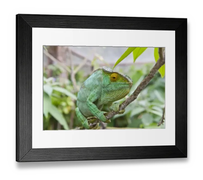 Framed Print : Parsons chameleon -Calumma parsonii-, female, Exotic Parc, Peyriar, Madagascar