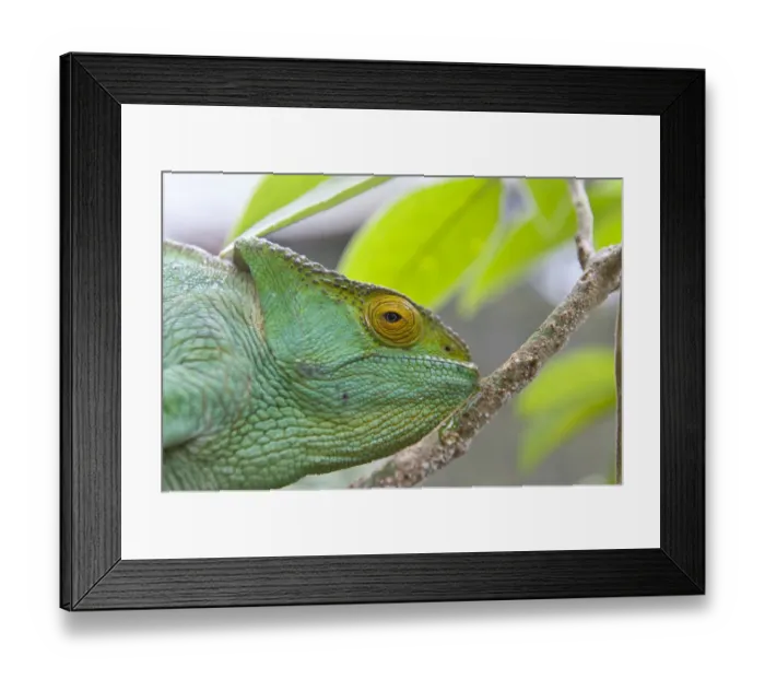 Framed Print : Parsons chameleon -Calumma parsonii-, female, Exotic Parc, Peyriar, Madagascar Framed Print : Parsons chameleon -Calumma parsonii-, female, Exotic Parc, Peyriar, Madagascar