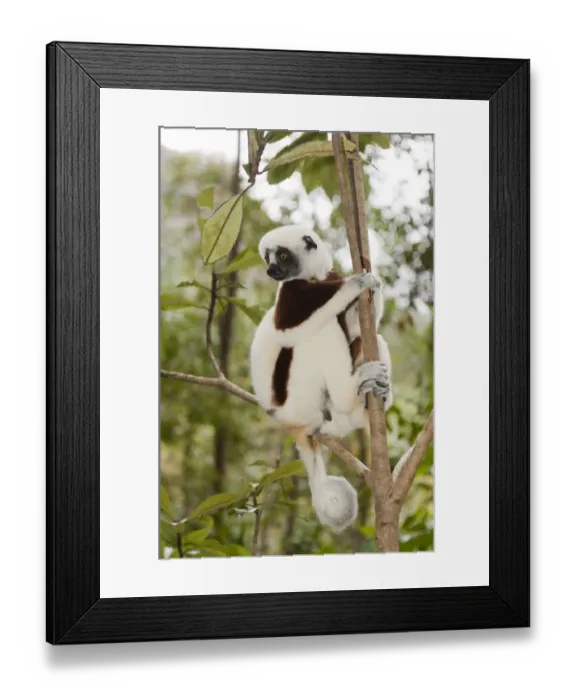 Framed Print : Coquerels Sifaka or Crowned Sifaka -Propithecus coquereli-, male, sitting on a branch in a forest, with a curled tail, Exotic Park, Peyriar, near Andasibe, Madagascar