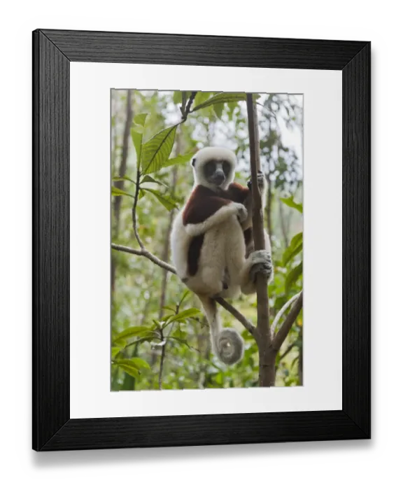 Framed Print : Coquerels Sifaka or Crowned Sifaka -Propithecus coquereli-, male, sitting on a branch in a forest, with a curled tail, Exotic Park, Peyriar, near Andasibe, Madagascar Framed Print : Coquerels Sifaka or Crowned Sifaka -Propithecus coquereli-, male, sitting on a branch in a forest, with a curled tail, Exotic Park, Peyriar, near Andasibe, Madagascar