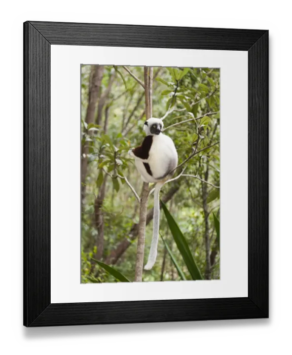 Framed Print : Coquerels Sifaka or Crowned Sifaka -Propithecus coquereli-, male, sitting on a branch in a forest, Exotic Park, Peyriar, near Andasibe, Madagascar Framed Print : Coquerels Sifaka or Crowned Sifaka -Propithecus coquereli-, male, sitting on a branch in a forest, Exotic Park, Peyriar, near Andasibe, Madagascar