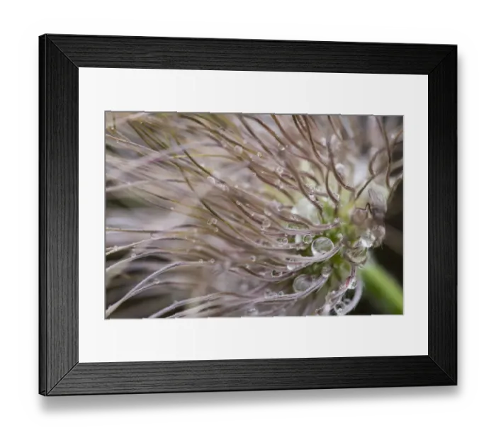Framed Print : Common Pasque Flower -Pulsatilla vulgaris-, Hesse, Germany Framed Print : Common Pasque Flower -Pulsatilla vulgaris-, Hesse, Germany