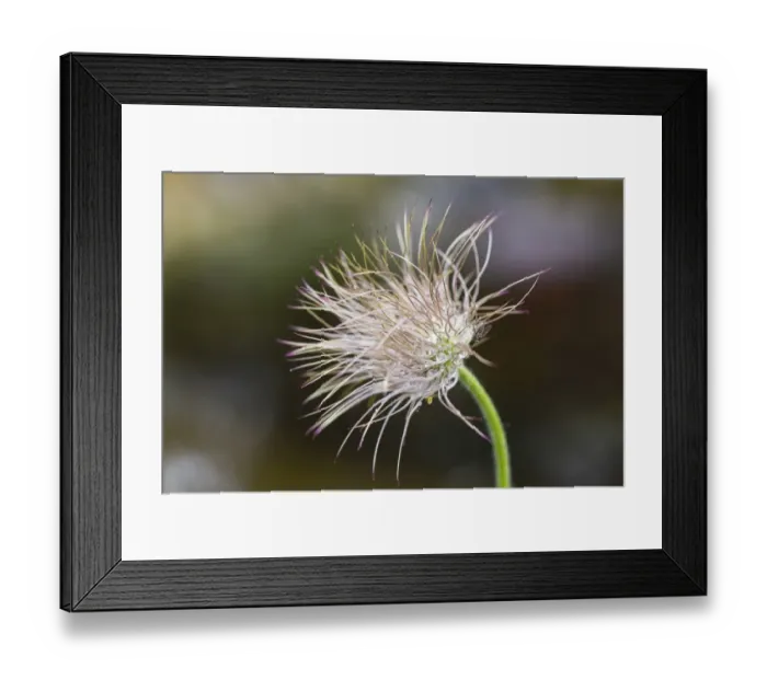 Framed Print : Common Pasque Flower -Pulsatilla vulgaris-, Hesse, Germany Framed Print : Common Pasque Flower -Pulsatilla vulgaris-, Hesse, Germany