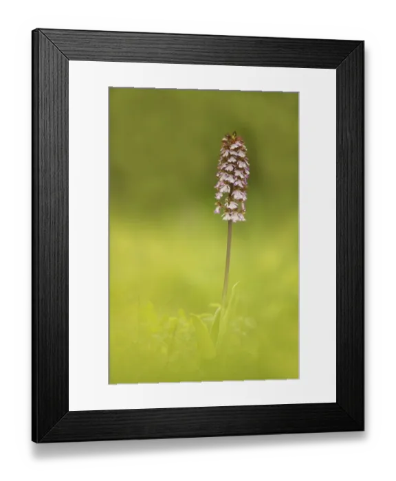 Framed Print : Lady Orchid -Orchis purpurea-, Lower Austria, Austria Framed Print : Lady Orchid -Orchis purpurea-, Lower Austria, Austria