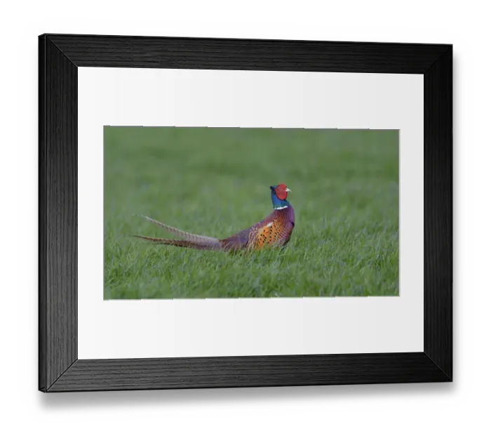 Framed Print : Common Pheasant -Phasianus colchicus-, Waal en Burg nature reserve, Texel, West Frisian Islands, province of North Holland, The Netherlands Framed Print : Common Pheasant -Phasianus colchicus-, Waal en Burg nature reserve, Texel, West Frisian Islands, province of North Holland, The Netherlands