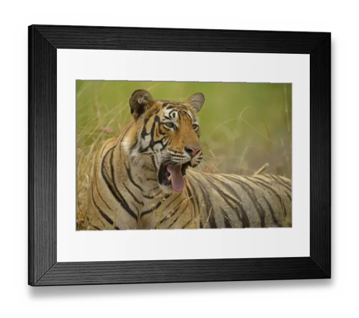 Framed Print : Bengal Tiger -Panthera tigris tigris-, yawning, Ranthambhore National Park, Sawai Madhopur, India Framed Print : Bengal Tiger -Panthera tigris tigris-, yawning, Ranthambhore National Park, Sawai Madhopur, India