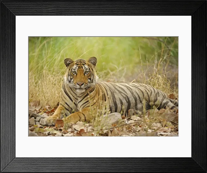 Framed Print : Bengal Tiger -Panthera tigris tigris-, Ranthambhore National Park, Sawai Madhopur, India Framed Print : Bengal Tiger -Panthera tigris tigris-, Ranthambhore National Park, Sawai Madhopur, India