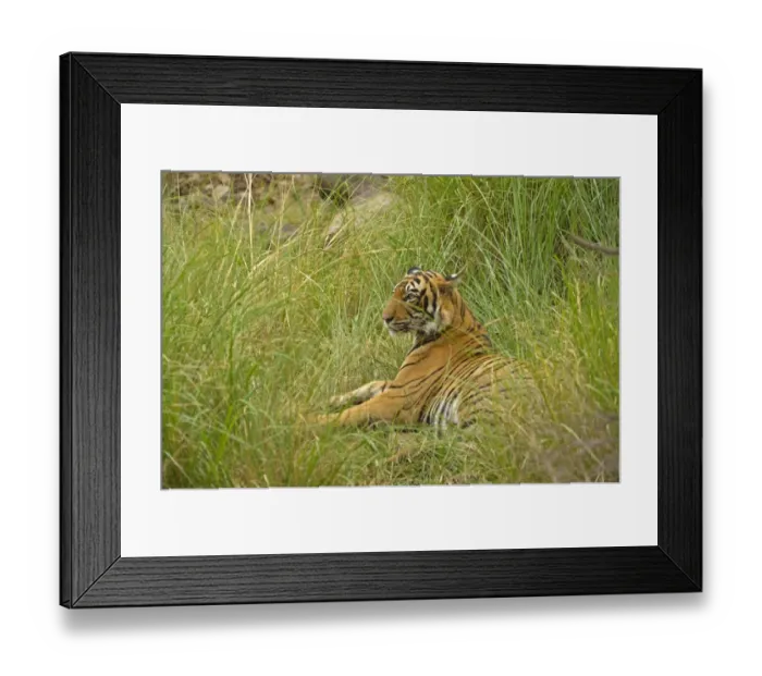 Framed Print : Bengal Tiger -Panthera tigris tigris-, Ranthambhore National Park, Sawai Madhopur, India Framed Print : Bengal Tiger -Panthera tigris tigris-, Ranthambhore National Park, Sawai Madhopur, India