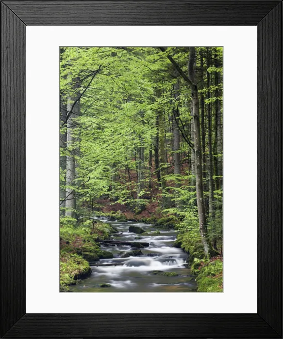 Framed Print : Kleine Ohe or Schollnach stream, Bavarian Forest National Park, Bavaria, Germany Framed Print : Kleine Ohe or Schollnach stream, Bavarian Forest National Park, Bavaria, Germany