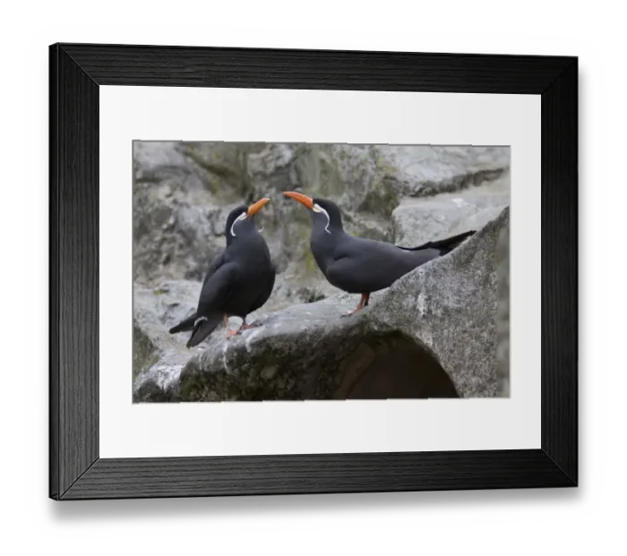 Framed Print : Inca Terns -Larosterna inca-, Rheine, Munsterland, Nordrhein-Westfalen, Germany Framed Print : Inca Terns -Larosterna inca-, Rheine, Munsterland, Nordrhein-Westfalen, Germany