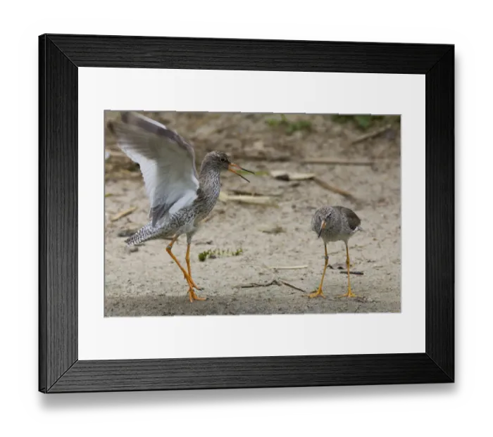 Framed Print : Redshanks -Tringa totanus- during courtship, Rheine, Munsterland, Nordrhein-Westfalen, Germany Framed Print : Redshanks -Tringa totanus- during courtship, Rheine, Munsterland, Nordrhein-Westfalen, Germany