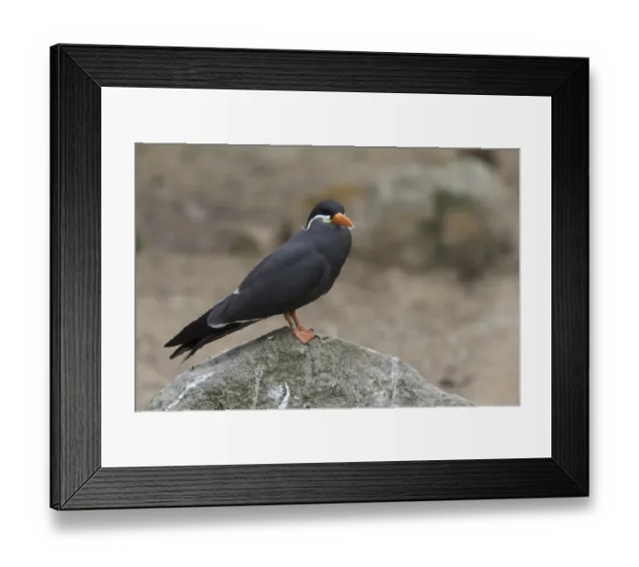 Framed Print : Inca Tern -Larosterna inca-, Rheine, Munsterland, Nordrhein-Westfalen, Germany