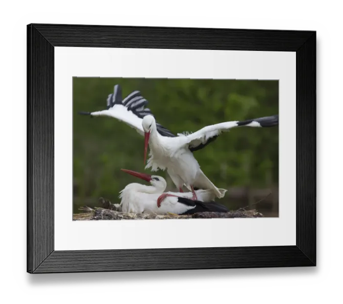 Framed Print : White storks -cinerea cinerea-, Rheine, Munsterland, Nordrhein-Westfalen, Germany Framed Print : White storks -cinerea cinerea-, Rheine, Munsterland, Nordrhein-Westfalen, Germany